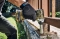 Aku rázový utahovák CSR 350-3S BRUSHLESS 20 V Basic Narex CAMOUFLAGE 65406339 BEZ AKU