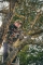 Aku řetězová pila CPR 350 4BN SET 2x4,0 Ah  Narex Camouflage 65406735